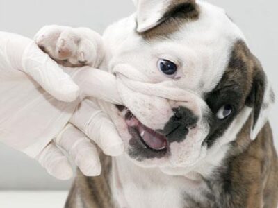 Clínica Veterinaria Chamán