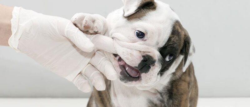 Clínica Veterinaria Chamán