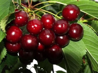 Cerezas Valle del Jerte